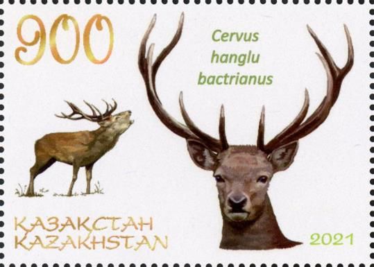 Bactrian Deer (Cervus hanglu bactrianus)