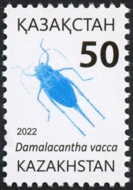 Damalacantha vacca
