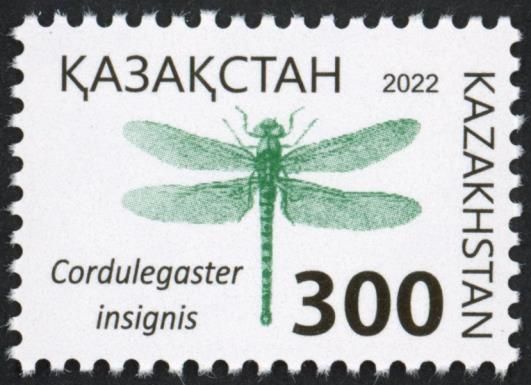 Cordulegaster insignis