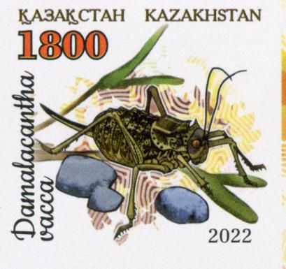 Damalacantha vacca