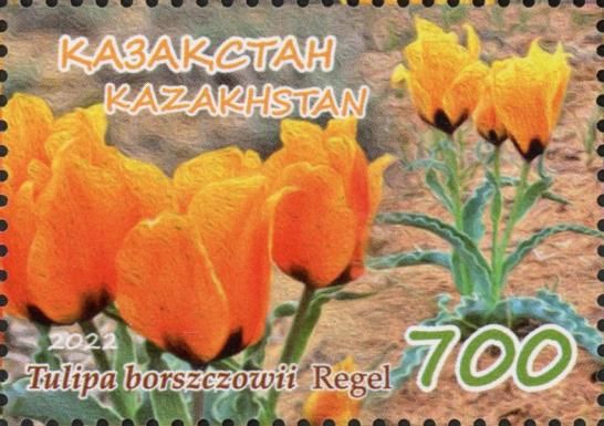 Tulipa borszczowii