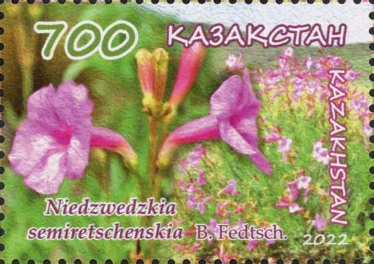 Niedzwedzkia semiretschenskia