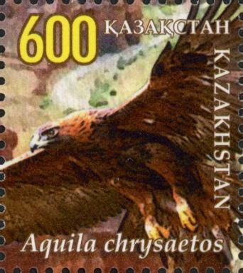 Golden Eagle (Aquila chrysaetos)