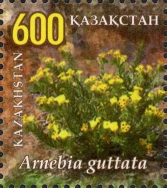 Arnebia guttata