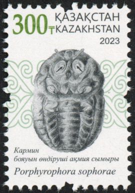 Porphyrophora sophorae