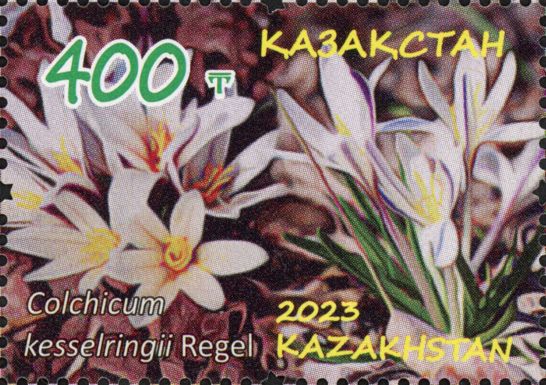 Colchicum kesselringii