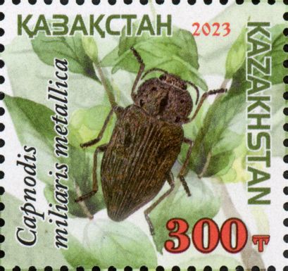Capnodis miliaris