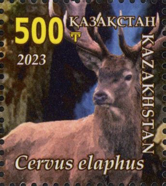 Red Deer (Cervus elaphus)