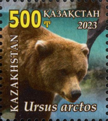 Brown Bear (Ursus arctos)