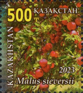 Wild Apple (Malus sieversii)