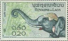 Asian Elephant (Elephas maximus)
