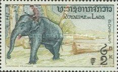 Asian Elephant (Elephas maximus)