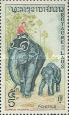 Asian Elephant (Elephas maximus)
