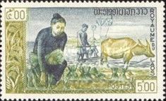 Planting Rice