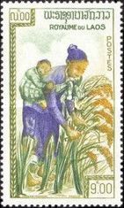 Harvesting Rice