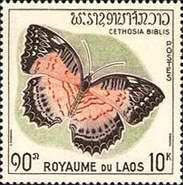 Red Lacewing (Cethosia biblis)