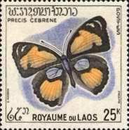 Yellow Pansy (Precis cebrene)