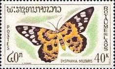 False Tiger Moth (Dysphania militaris)