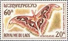 Atlas Moth (Attacus atlas)