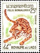 Leopard Cat (Prionailurus bengalensis) 