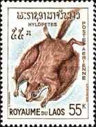 Indochinese Flying Squirrel (Hylopetes phayrei)