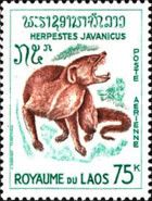 Small Asian Mongoose (Herpestes javanicus)