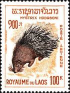 Himalayan Porcupine (Hystrix hodgsoni)