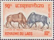 Buffaloes (Bubalus bubalis) fighting