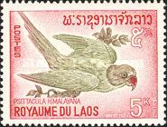 Slaty-headed Parakeet (Psittacula himalayana)