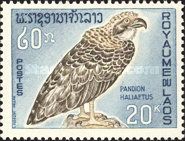 Osprey (Pandion haliaetus)