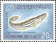 Giant Snakehead (Ophiocephalus micropeltes)