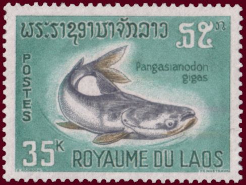 Mekong Giant Catfish (Pangasianodon gigas)