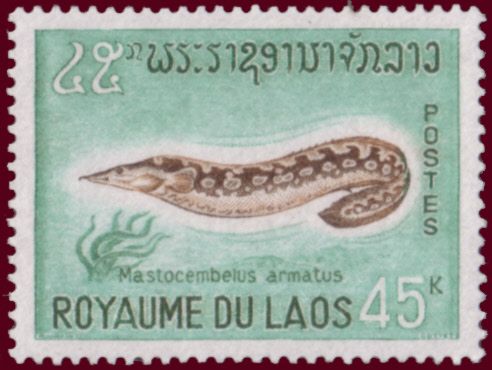 Zig-zag Eel (Mastacembelus armatus) 