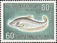 Bronze Featherback (Notopterus notopterus)