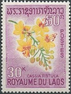 Drumstick Flower (Cassia fistula)