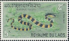Banded Krait (Bungarus fasciatus)