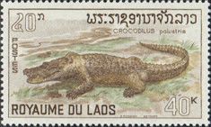 Mugger Crocodile (Crocodylus palustris)