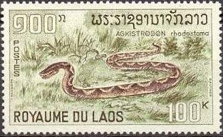 Malayan Pit Viper (Agkistrodon rhodostoma)