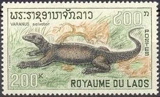 Asian Water Monitor (Varanus salvator)
