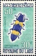 Jewel Beetle (Chrysochroa mniszechi)