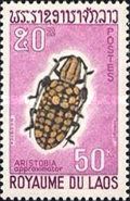 Common Tuft-bearing Longhorn (Aristobia approximator)