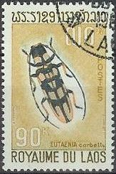 Longhorn Beetle (Eutaenia corbetti)