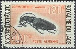 Longhorn Beetle (Dorysthenes baladeva walkeri)