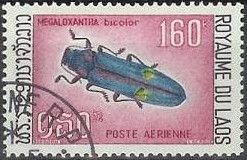 Bicolor Jewel Beetle (Megaloxantha bicolor)