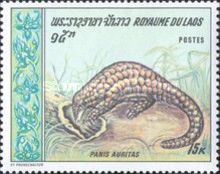 Chinese Pangolin (Manis pentadactyla)
