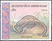 Chinese Pangolin (Manis pentadactyla)