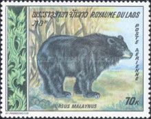 Asian Black Bear (Selenarctos thibetanus)
