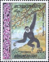 Lar Gibbon (Hylobates Iar)