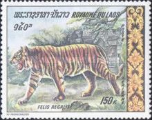 Tiger (Panthera tigris)