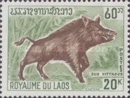 Banded Pig (Sus scrofa vittatus)